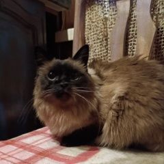 Подробнее об объявлении «Найдена кошка кошечка Москва» Фото: найдена кошка Невская маскарадная «Найдена кошка кошечка Москва» в г. Москва