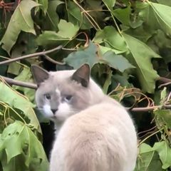 Подробнее об объявлении «Найдена кошка кот. тайский сиамский Гатчина» Фото: найдена кошка Тайская кошка «Найдена кошка кот. тайский сиамский Гатчина» в г. Гатчина