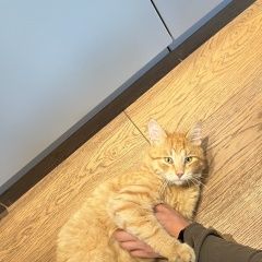 Подробнее об объявлении «Истра Найден кот рыжий кот ищет дом» Фото: найдена кошка  «Истра Найден кот рыжий кот ищет дом» в г. Истра