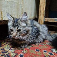 Подробнее об объявлении «Шахты Найдена кошка кошечка молодая, ласковая, в ошейнике» Фото: найдена кошка  «Шахты Найдена кошка кошечка молодая, ласковая,...» в г. Шахты