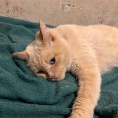 Подробнее об объявлении «Найдена кошка Москва» Фото: найдена кошка  «Найдена кошка Москва» в г. Москва