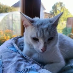 Подробнее об объявлении «Вороново Найден кот» Фото: найдена кошка  «Вороново Найден кот» в г. Вороново