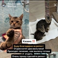 Подробнее об объявлении «Казань Найден кот» Фото: найдена кошка  «Казань Найден кот» в г. Казань