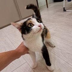 Подробнее об объявлении «Найдена кошка Ульяновск» Фото: найдена кошка  «Найдена кошка Ульяновск» в г. Ульяновск
