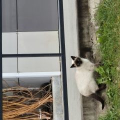 Подробнее об объявлении «Найдена кошка сиамская кошка Истра» Фото: найдена кошка Сиамская кошка «Найдена кошка сиамская кошка Истра» в г. Истра