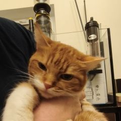 Подробнее об объявлении «Раменское Найдена кошка. (кот? )» Фото: найдена кошка  «Раменское Найдена кошка. (кот? )» в г. Раменское