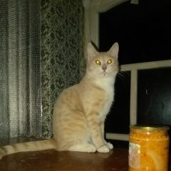Подробнее об объявлении «Удельная Найден кот рыжий кот» Фото: найдена кошка  «Удельная Найден кот рыжий кот» в г. Удельная