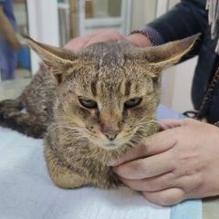 Подробнее об объявлении «Мытищи Найден кот, кастрат, метис абиссин» Фото: найдена кошка Абиссинская кошка «Мытищи Найден кот, кастрат, метис абиссин» в г. Мытищи