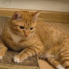 Подробнее об объявлении «Александров Найден кот молодой кот» Фото: найдена кошка  «Александров Найден кот молодой кот» в г. Александров