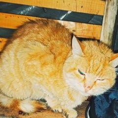 Подробнее об объявлении «Подольск Найдена кошка» Фото: найдена кошка  «Подольск Найдена кошка» в г. Подольск