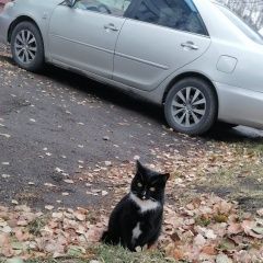 Подробнее об объявлении «Найдена кошка Томск» Фото: найдена кошка  «Найдена кошка Томск» в г. Томск