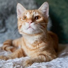 Подробнее об объявлении «Москва Найден кот» Фото: найдена кошка  «Москва Найден кот» в г. Москва