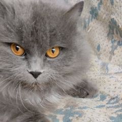 ����: ������� �����  ���������� ������� ����� � �. ���������