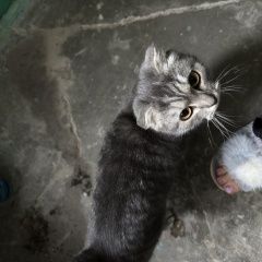 ����: ������� �����  �������� ����� ��������� � �. ���������