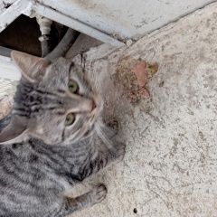 ����: ������� �����  ���������� ������ ��� � �. ���������