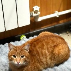 ����: ������� �����  ���������� ������ ��� ����� ���, (���������)� � �. ���������