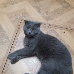 ����: ������� �����  ������� ������� ����� � �. ������