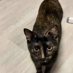 ����: ������� �����  �������� �����. ��������� � �. ���������