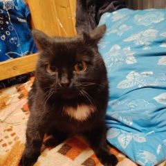 ����: ������� �����  �������� �����, ����� ���. ������� � �. ������