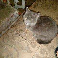 ����: ������� �����  ��������� ������� ����� � �. ��������