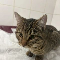 ����: ������� �����  �������� ����� ������ � �. ������