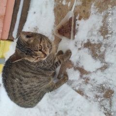 ����: ������� �����  �������� ����� ���� ��������, �������� ������ � �. ������