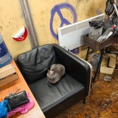 ����: ������� �����  �������� ����� ������ (��������) ������ ������ � �. ������