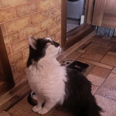 ����: ������� �����  ������� ��� ������� � �. ������