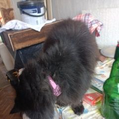 ����: ������� �����  �������� ����� ������ 43 ����� ������� � �. �������