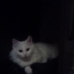 ����: ������� �����  �������� ����� �������, �������� ������ � �. ������