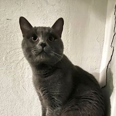 ����: ������� ����� ���������� ��������������� ����� ������� ��� ���������� � �. ���������