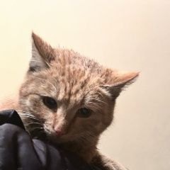 ����: ������� �����  �������� ����� ���� ������ ��������� � �. ���������