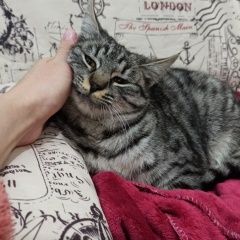 ����: ������� �����  ���������� ������� ����� �������� ���������� ����� � �. ���������