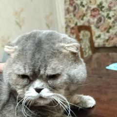 ����: ������� ����� ������� ���� (����������� ���������) ������� ��� � ������ ������ ������ 2025�....� � �. ������-��-����