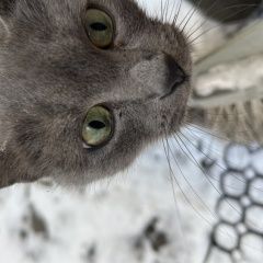 ����: ������� �����  ��������� ������� ����� � �. ��������