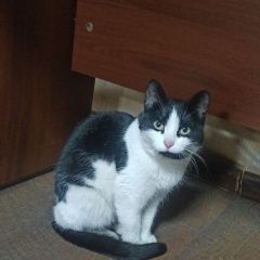 ����: ������� �����  �������� ����� �����-�����, ������ ���������� ���� � �. ����