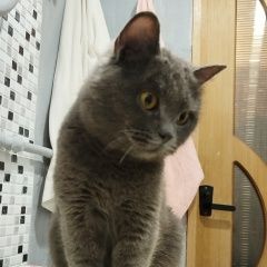 ����: ������� ����� ���������� ��������������� ����� �������� ����� �������� ��������� � �. ���������