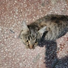 ����: ������� �����  �������� ����� ������� ��������� � �. ���������