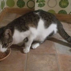 ����: ������� �����  �������� ����� ������-��-���� � �. ������-��-����