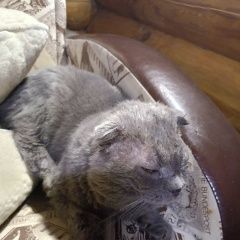 ����: ������� �����  ������� ��� ��������� ��������� ������� � �. �������