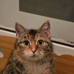 ����: ������� �����  �������� ����� ������ � �. ������