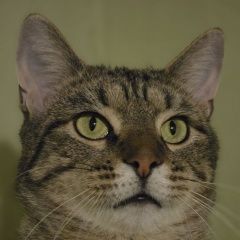 ����: ������� �����  �������� ����� ������ � �. ������