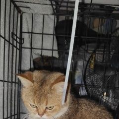 ����: ������� ����� ���������� ��������������� ����� �������� ����� ������ ���������� � �. ����������