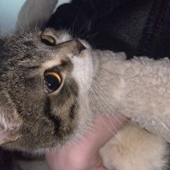 ����: ������� �����  �������� ����� ��������� � �. ���������