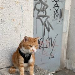 ����: ������� �����  ������������ (����������) ������� ����� � �. ����������� (����������)