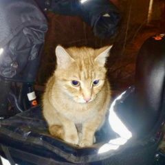 ����: ������� �����  ������� ��� ����� ���-��������� ������ � �. ������