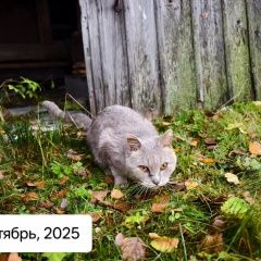 ����: ������� �����  ������� ��� ������� � �. �������