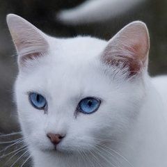 ����: ������� �����  �������� ����� ��������� � �. ���������