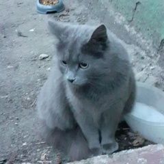 ����: ������� �����  �������� ����� � �/� �-�� �. �, ��. �....� � �. �������