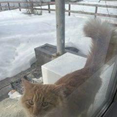 ����: ������� �����  ������� ��� ��� � �. ���